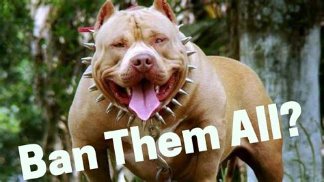 Are pit bulls dangerous. Things To Know About Are pit bulls dangerous. 